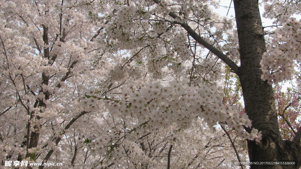 樱花