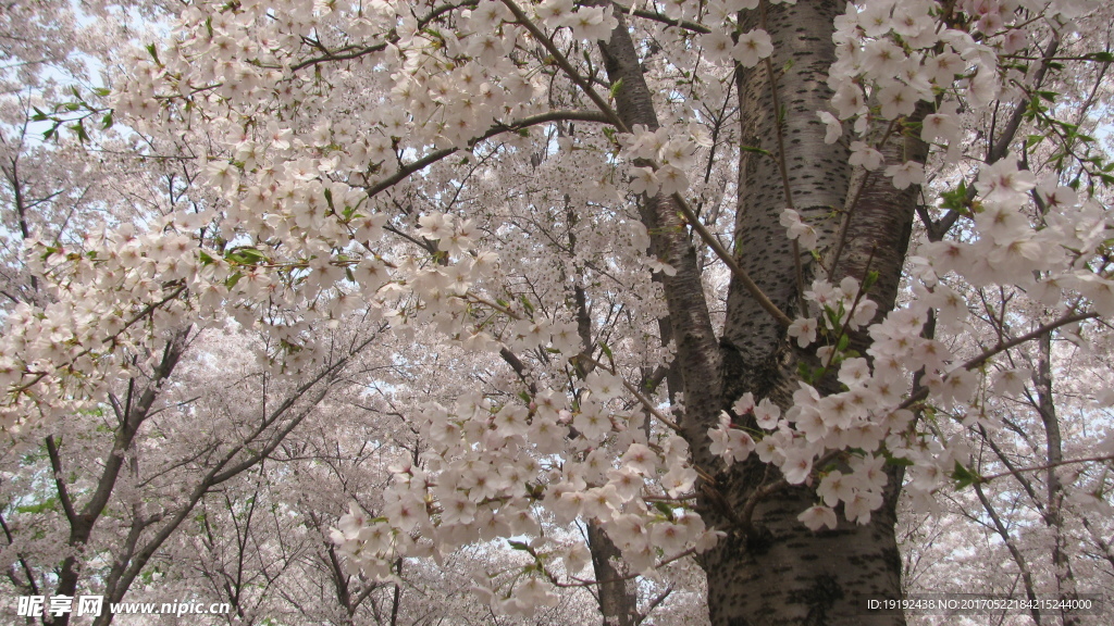 樱花