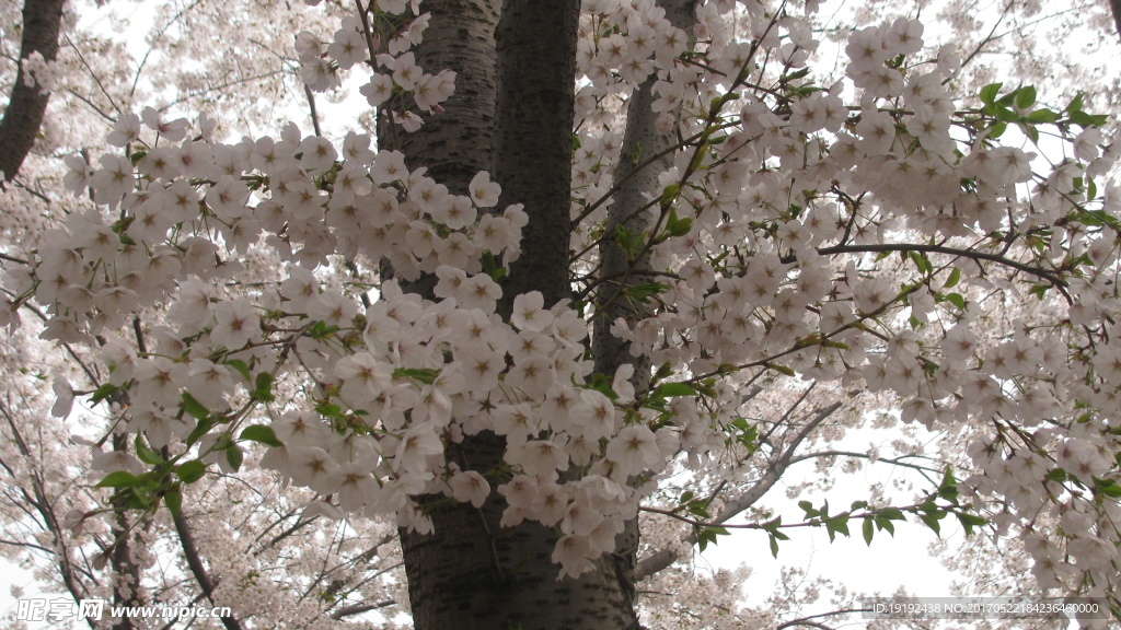 樱花