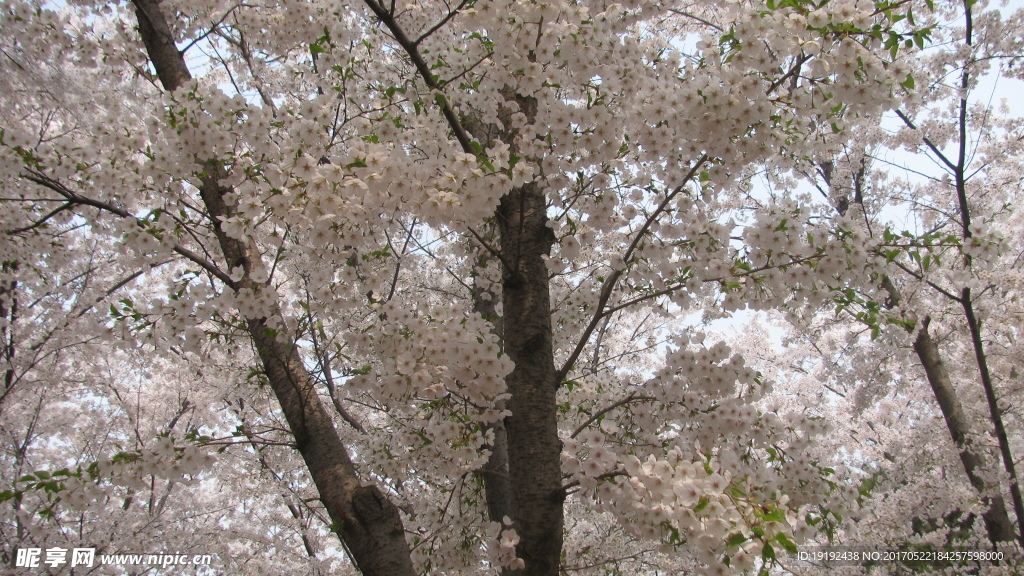 樱花