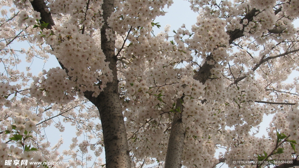 樱花