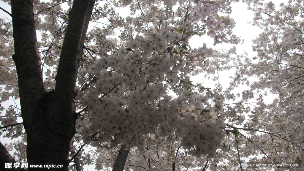 樱花