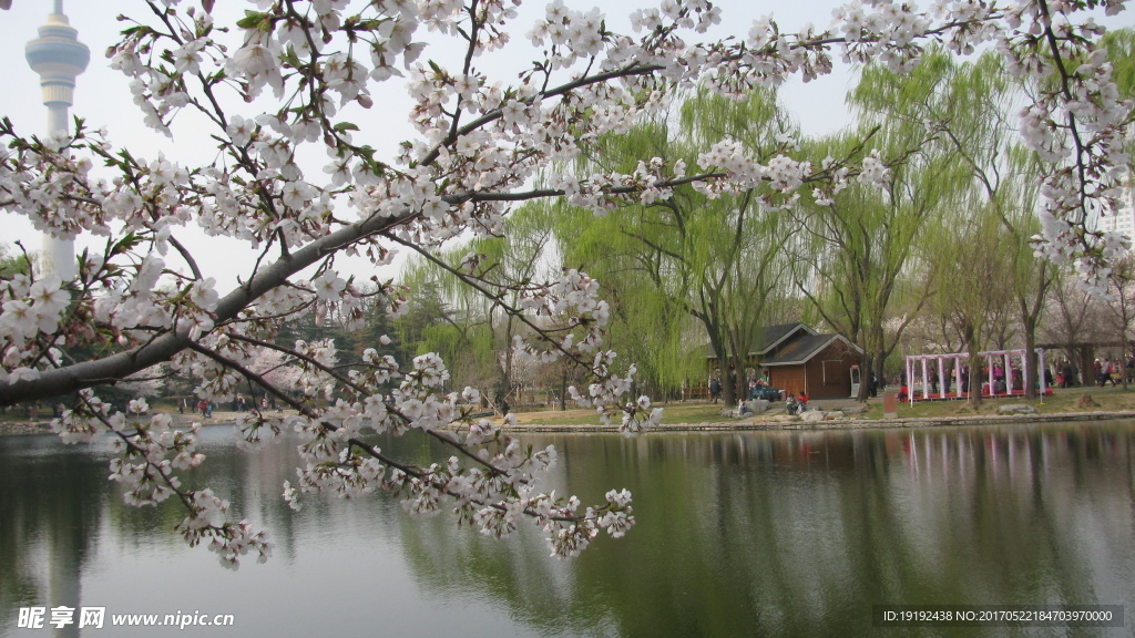 樱花