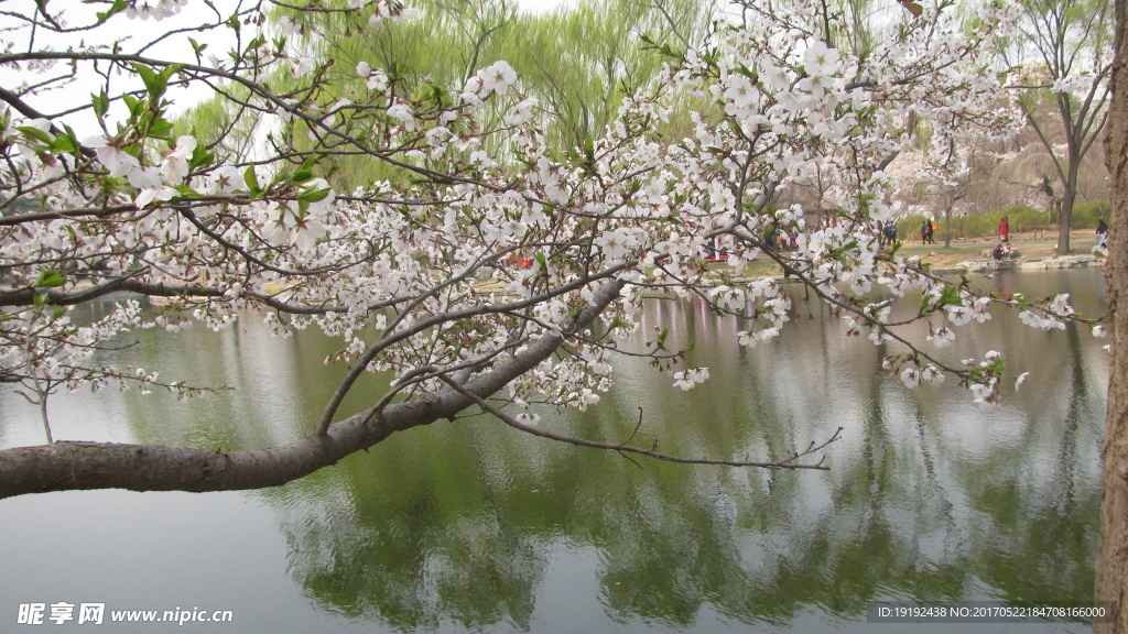 樱花