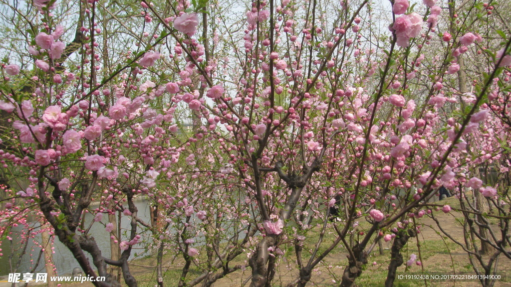 榆叶梅