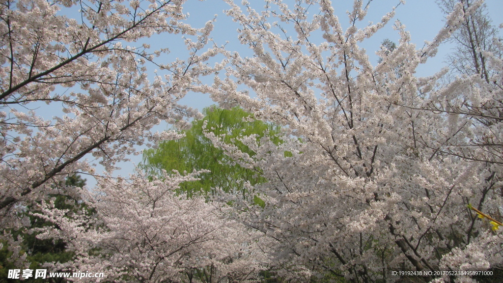 樱花