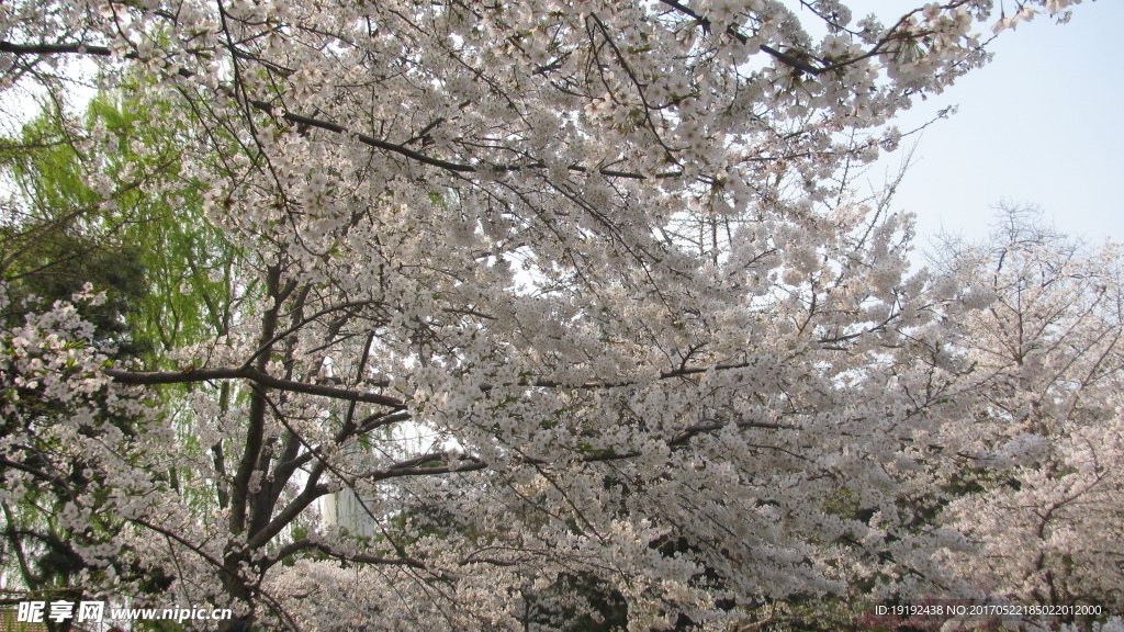 樱花