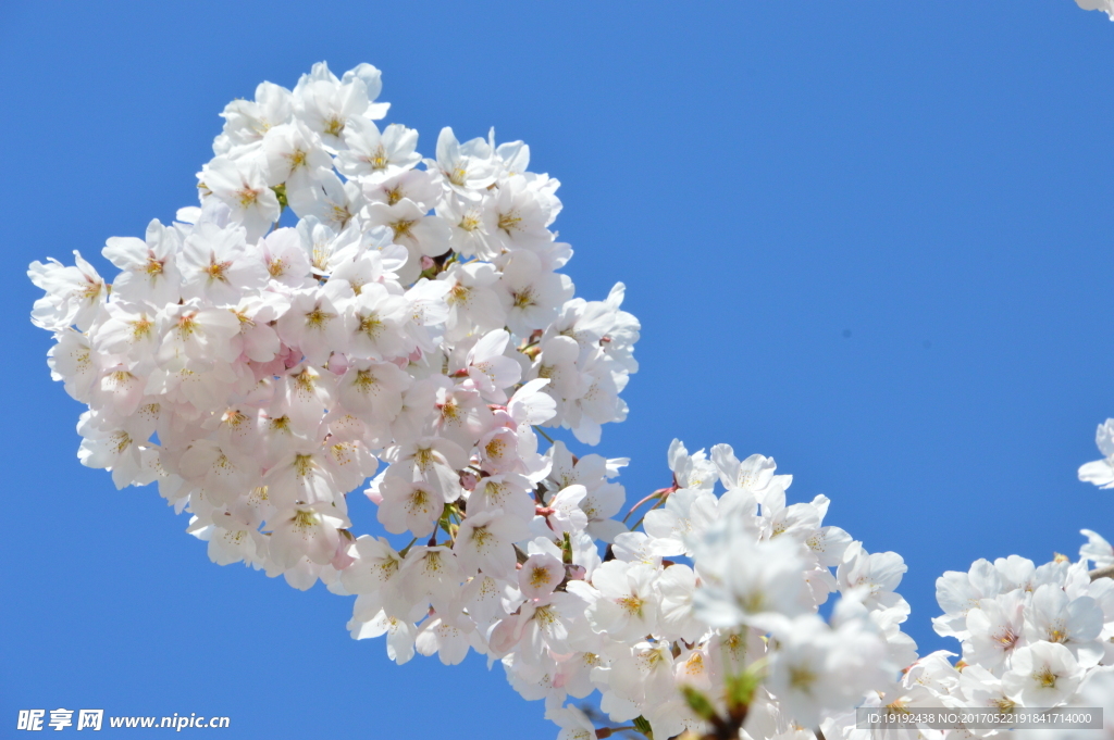 樱花
