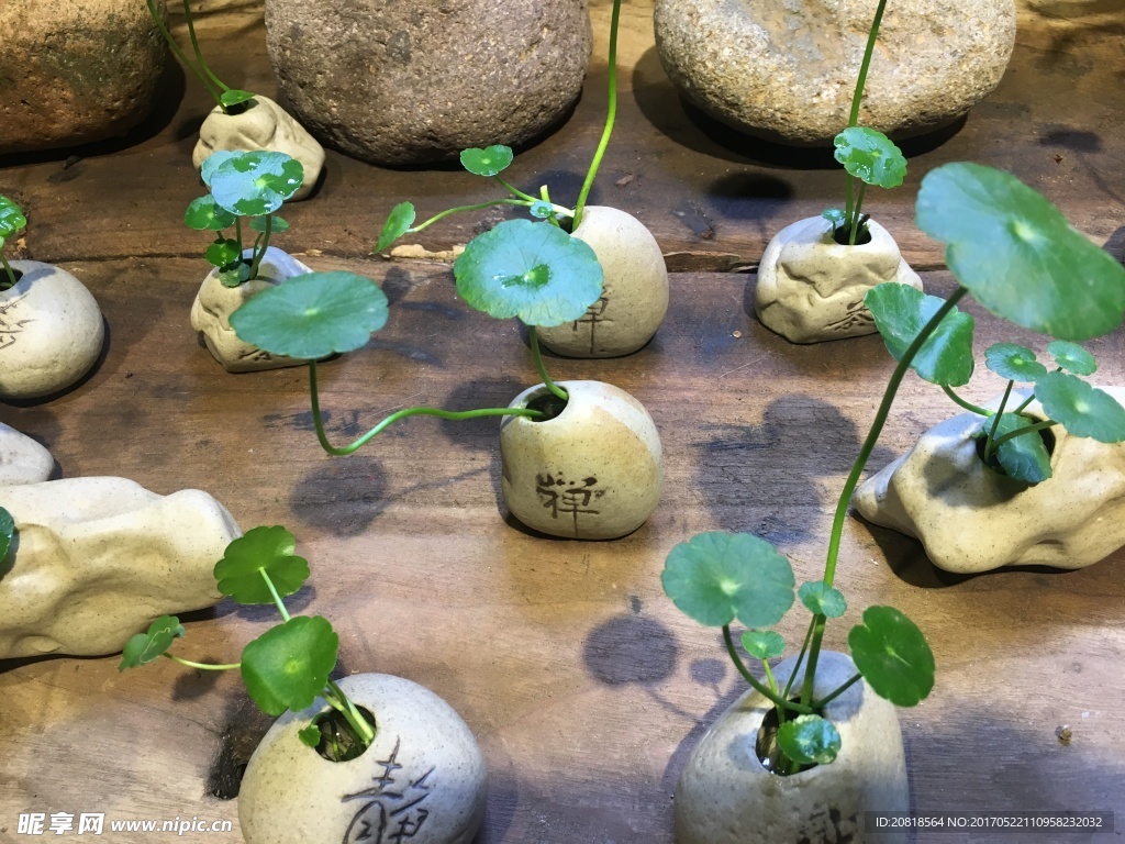 优雅水葫芦