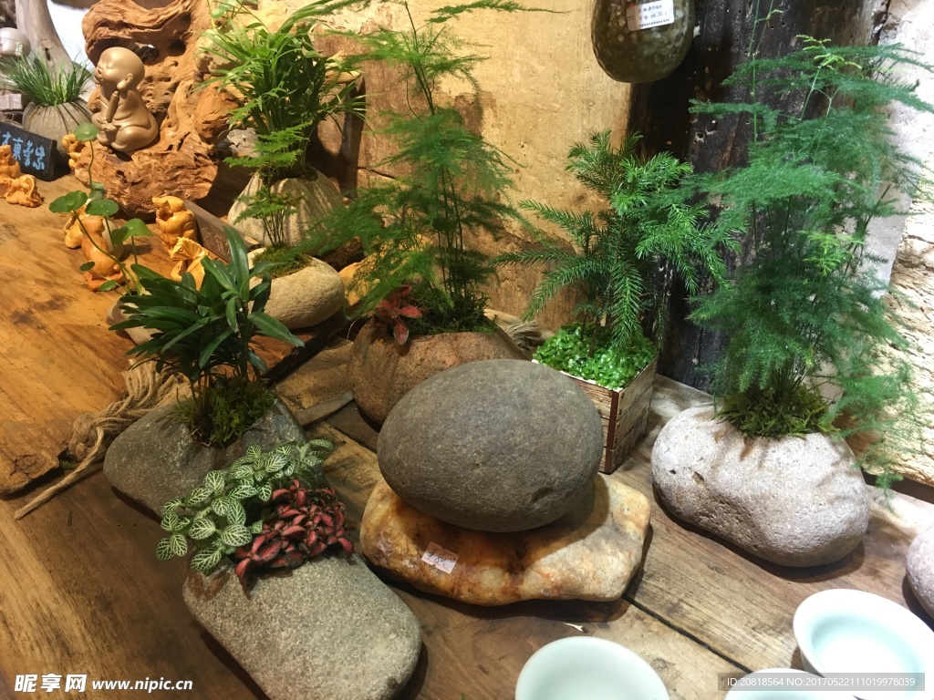 石壳种植小花草