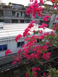 三角梅