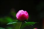 牡丹花蕾特写