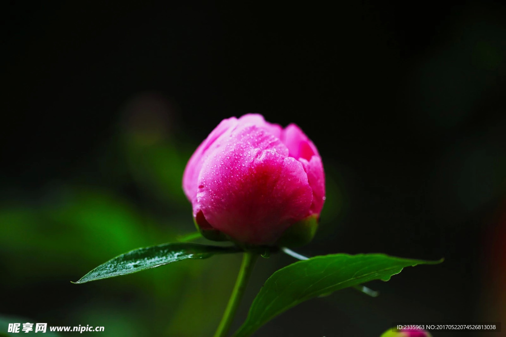 牡丹花蕾特写