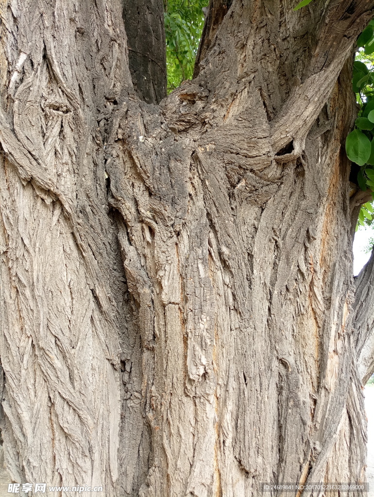 树皮