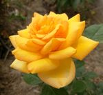 月季花