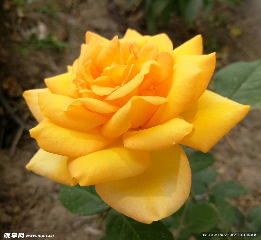 月季花