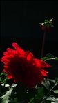 花开两朵