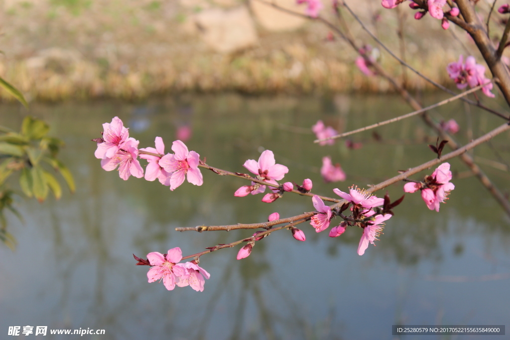 桃花