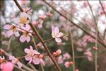 红梅桃花