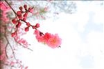 枝头绽放花朵