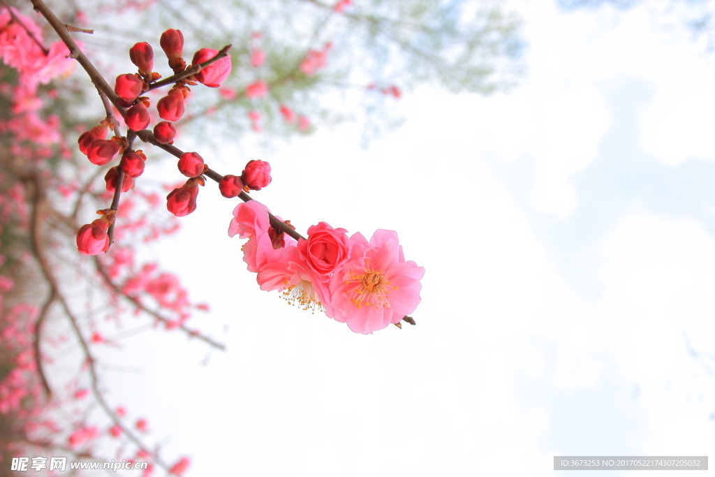 枝头绽放花朵