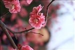 红梅桃花