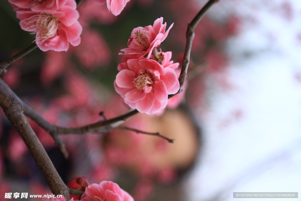 红梅桃花