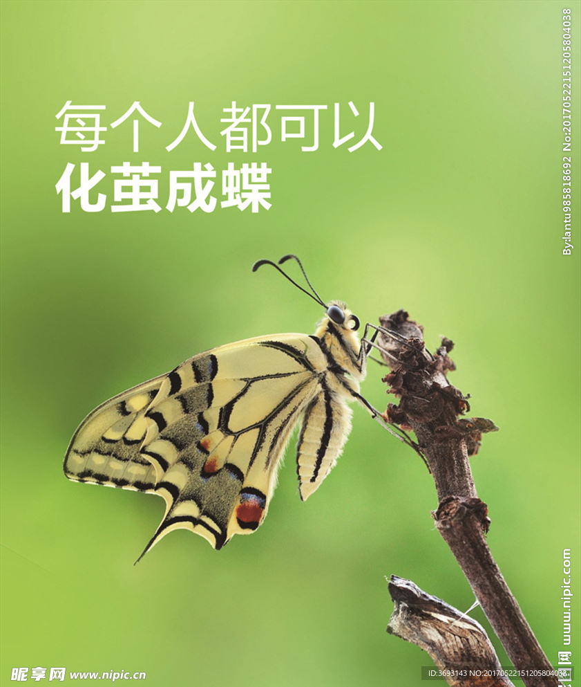 化蝶