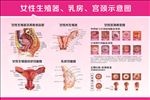 女性生殖器解剖图