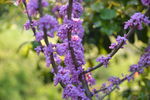 一树紫荆花