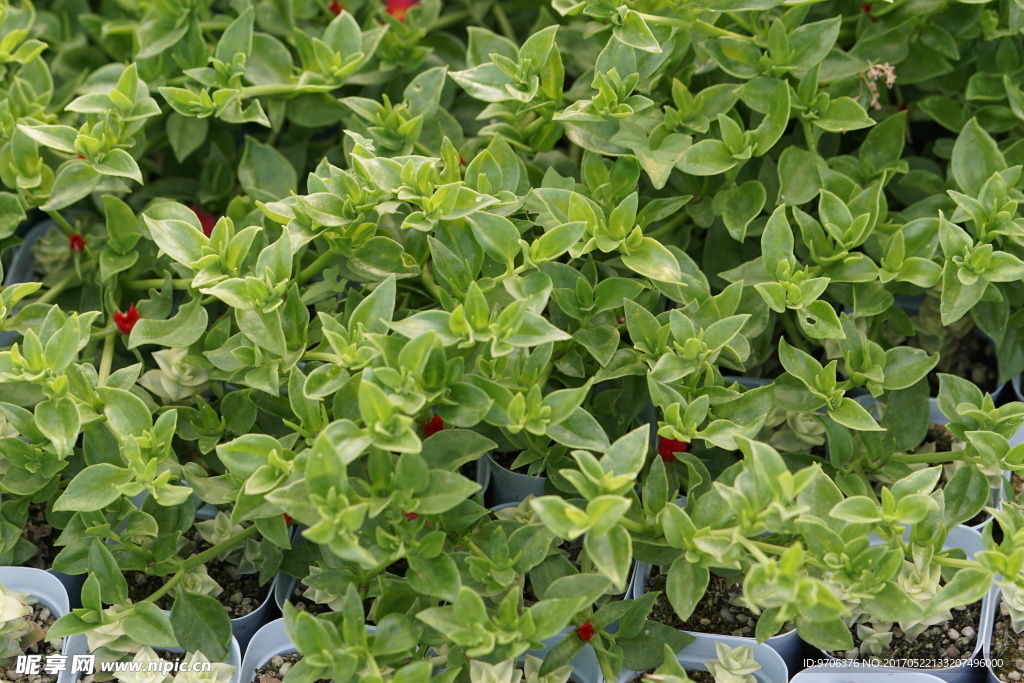 绿色植物叶子