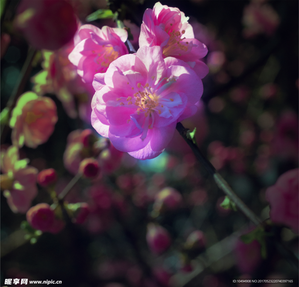 二月梅花