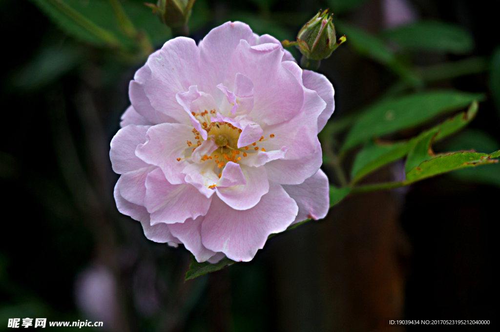 粉色的蔷薇花 蔷薇花图片