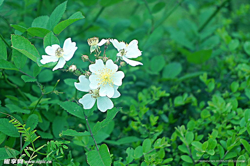 小白花 绿色植物