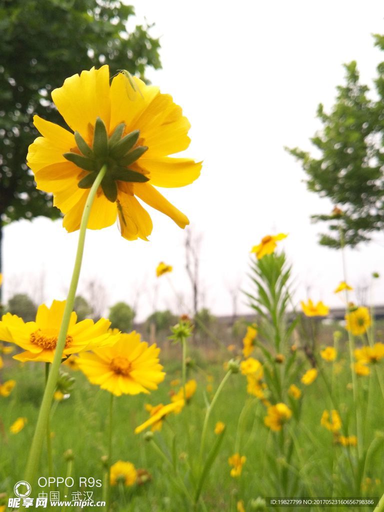 花