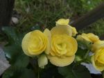 小黄花