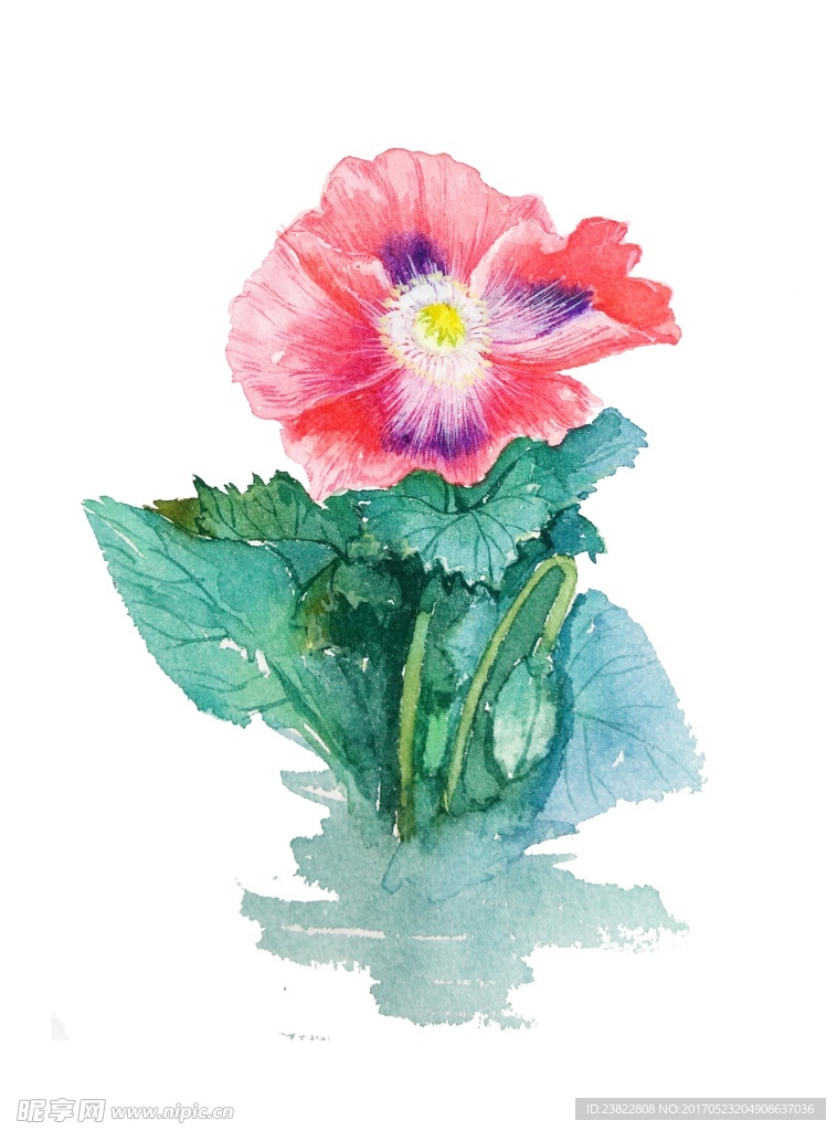 水彩花卉