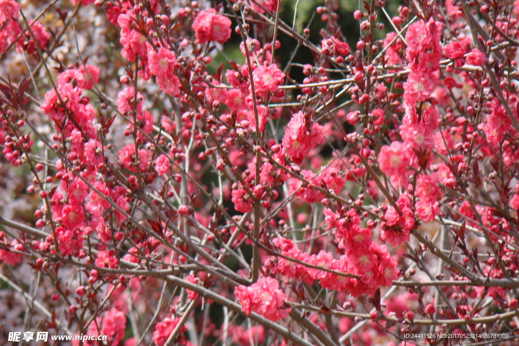 樱花