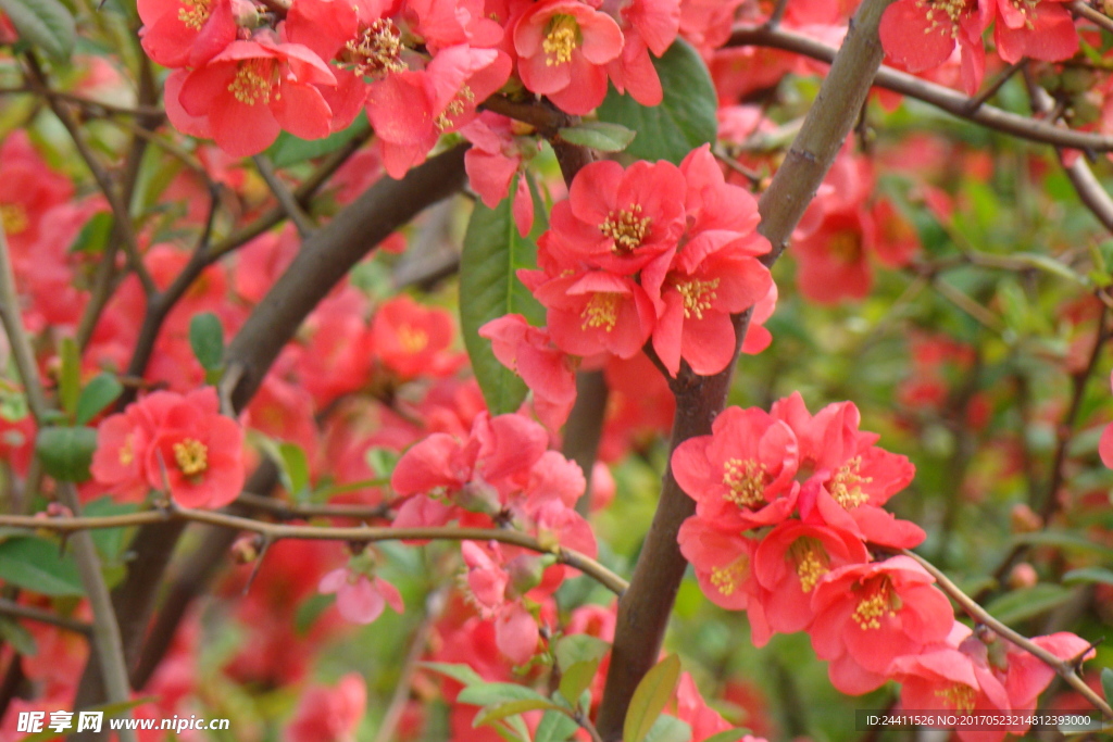 樱花