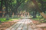 学校林荫小道