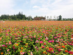 香山花海