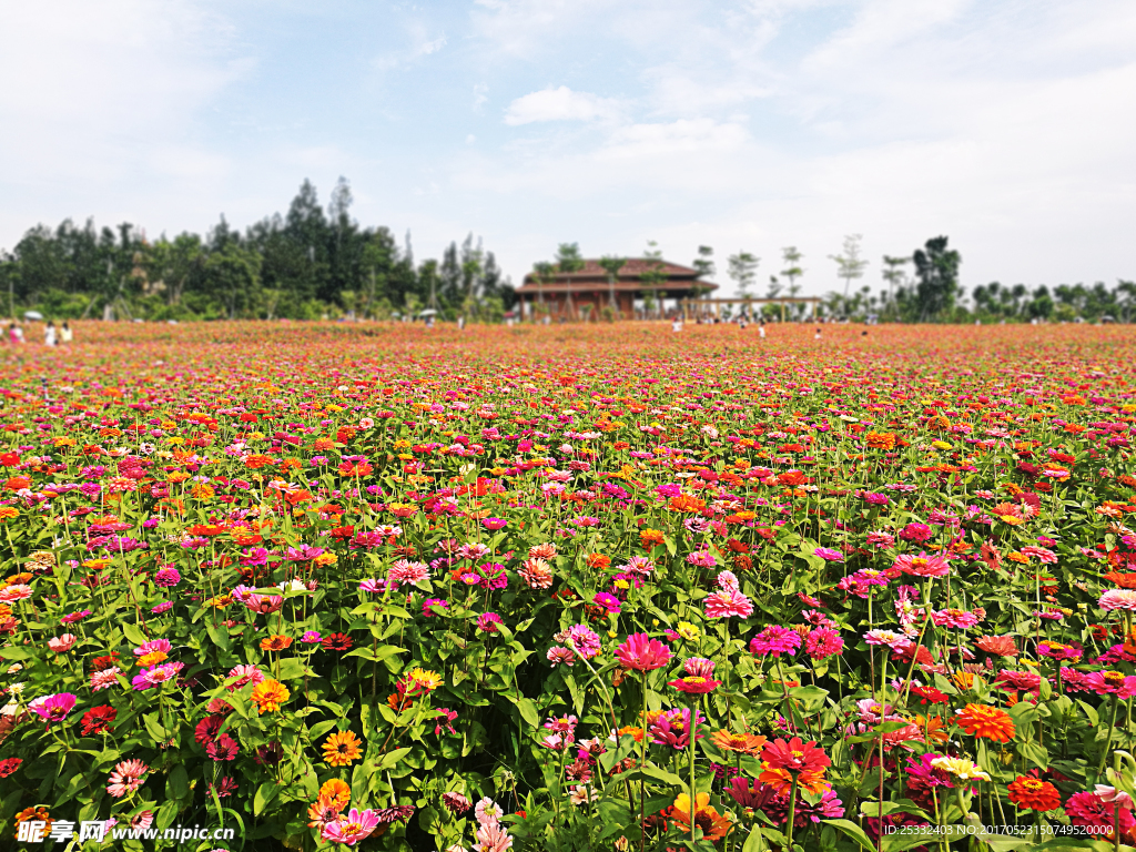 香山花海