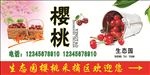 樱桃