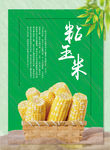 玉米海报