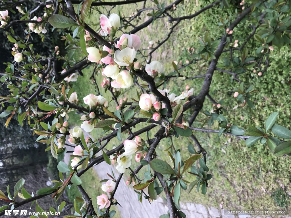 梅花