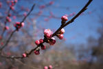 春天 桃花 花蕾
