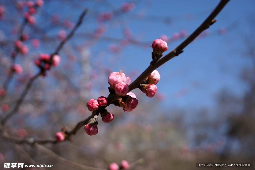 春天 桃花 花蕾