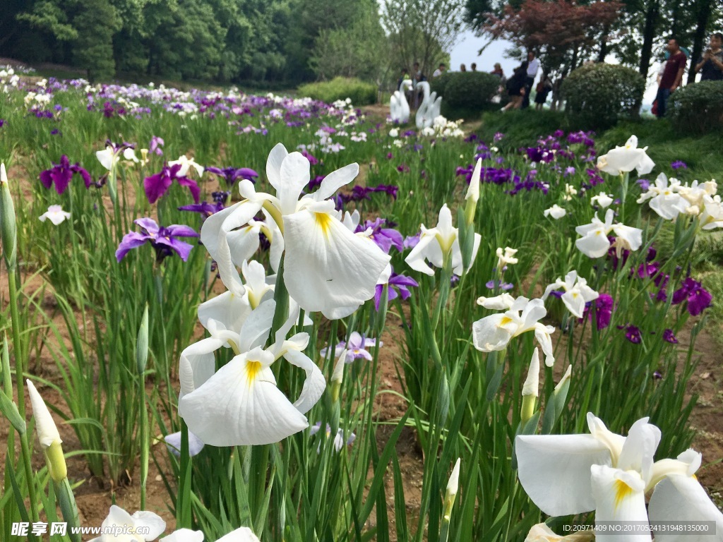 白色花菖蒲