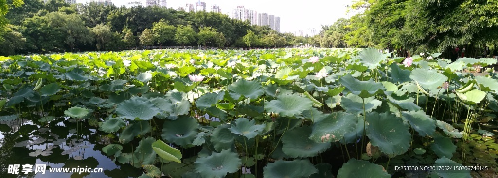 夏日荷塘盛开