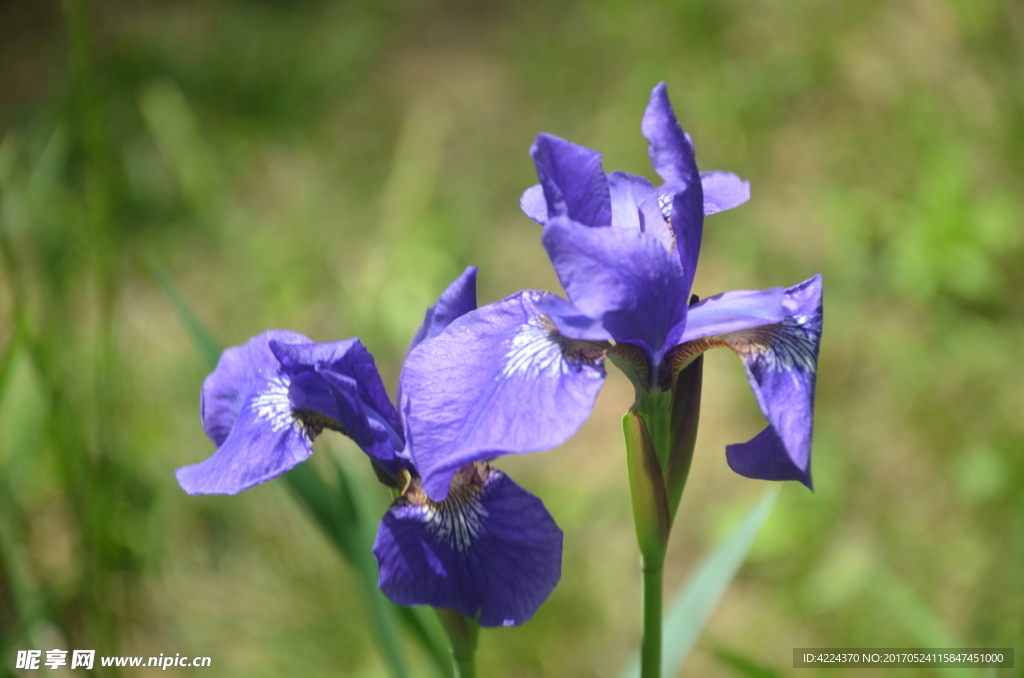 蝴蝶花